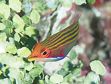 Fourstripe Wrasse - Pseudocheilinus tetrataenia - Rangiroa, French Polynesia