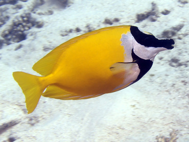 Foxface Rabbitfish - Siganus vulpinus - Great Barrier Reef, Australia