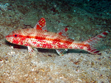 Freckled Goatfish - Upeneus tragula - Lembeh Strait, Indonesia