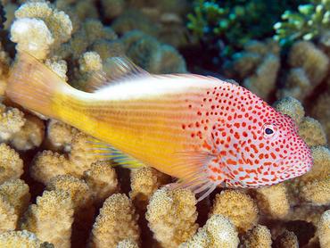 Freckled Hawkfish - Paracirrhites forsteri - Rangiroa, French Polynesia