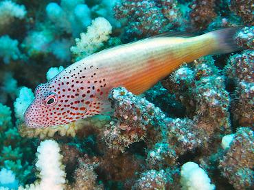 Freckled Hawkfish - Paracirrhites forsteri - Moorea, French Polynesia