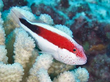 Freckled Hawkfish - Paracirrhites forsteri - Moorea, French Polynesia