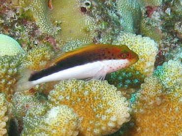 Freckled Hawkfish - Paracirrhites forsteri - Big Island, Hawaii