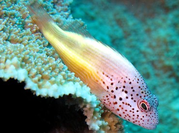 Freckled Hawkfish - Paracirrhites forsteri - Palau