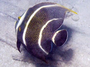 French Angelfish - Pomacanthus paru - Belize