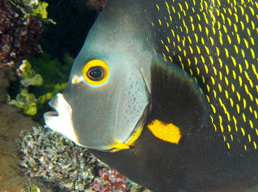 French Angelfish - Pomacanthus paru - The Exumas, Bahamas