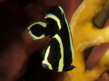 French Angelfish - Pomacanthus paru - Belize