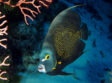 French Angelfish - Pomacanthus paru - Cozumel, Mexico