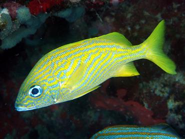 French Grunt - Haemulon flavolineatum - British Virgin Islands