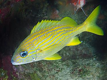 French Grunt - Haemulon flavolineatum - British Virgin Islands