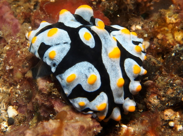 Swollen Phyllidia - Phyllidia varicosa - Lembeh Strait, Indonesia