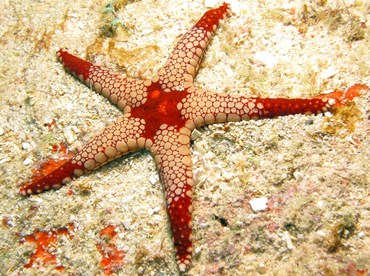 Peppermint Sea Star - Fromia monilis - Yap, Micronesia