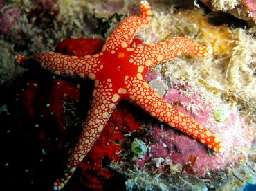 Peppermint Sea Star - Fromia monilis - Palau