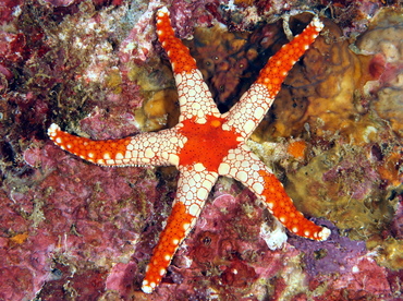 Peppermint Sea Star - Fromia monilis - Anilao, Philippines