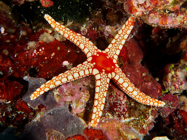 Peppermint Sea Star - Fromia monilis - Wakatobi, Indonesia
