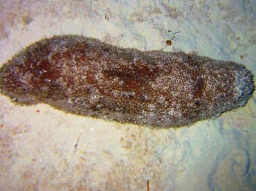 Furry Sea Cucumber - Astichopus multifidus - Bimini, Bahamas