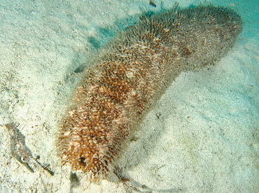 Furry Sea Cucumber - Astichopus multifidus - Roatan, Honduras