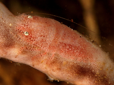 Cryptic Sponge Shrimp - Gelastocaris paronae - Anilao, Philippines