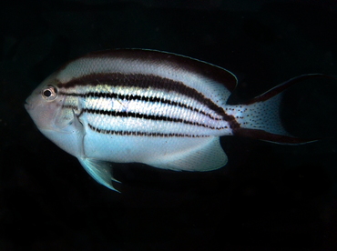 Blackstriped Angelfish - Genicanthus lamarck - Anilao, Philippines