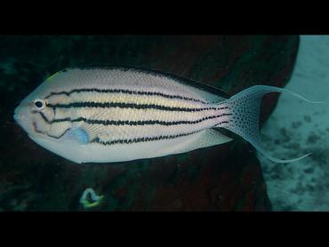 Blackstriped Angelfish - Genicanthus lamarck - Komodo, Indonesia