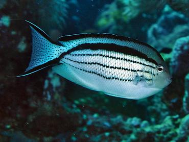 Blackstriped Angelfish - Genicanthus lamarck - Lombok, Indonesia