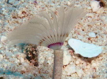 Ghost Feather Duster - Anamobaea sp. - Turks and Caicos