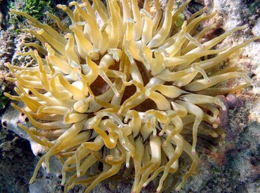 Giant Anemone - Condylactis gigantea - Isla Mujeres, Mexico