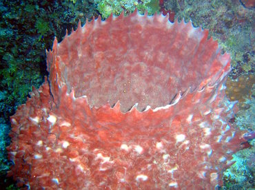 Giant Barrel Sponge - Xestospongia muta - Little Cayman
