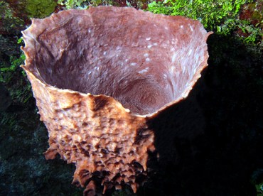 Giant Barrel Sponge - Xestospongia muta - Belize