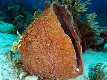 Giant Barrel Sponge - Xestospongia muta - The Exumas, Bahamas