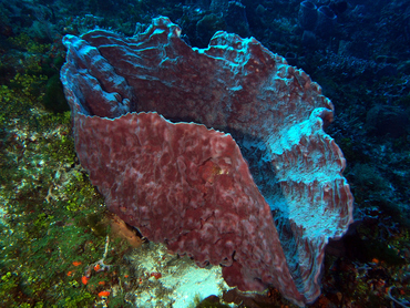 Giant Barrel Sponge - Xestospongia muta - Cozumel, Mexico