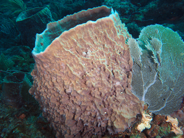 Giant Barrel Sponge - Xestospongia muta - Palm Beach, Florida