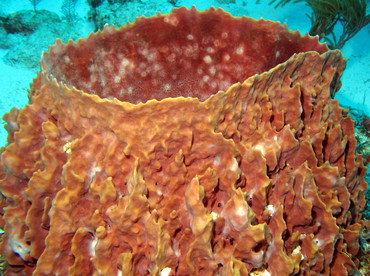 Giant Barrel Sponge - Xestospongia muta - Isla Mujeres, Mexico