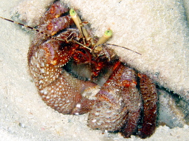 Giant Hermit Crab - Petrochirus diogenes - Belize