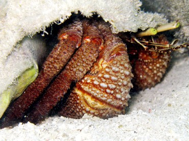 Giant Hermit Crab - Petrochirus diogenes - Belize