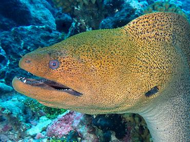 Giant Moray Eel - Gymnothorax javanicus - Rangiroa, French Polynesia