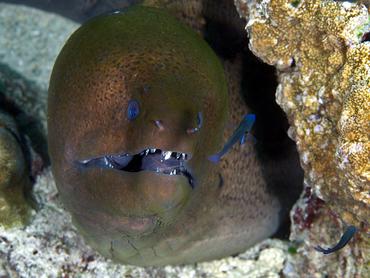 Giant Moray Eel - Gymnothorax javanicus - Komodo, Indonesia
