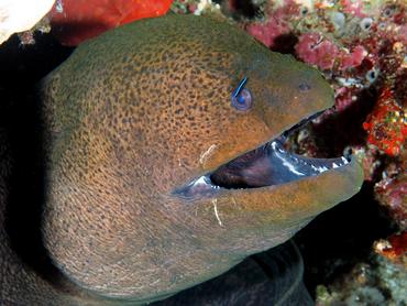 Giant Moray Eel - Gymnothorax javanicus - Lombok, Indonesia