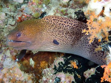 Giant Moray Eel - Gymnothorax javanicus - Komodo, Indonesia