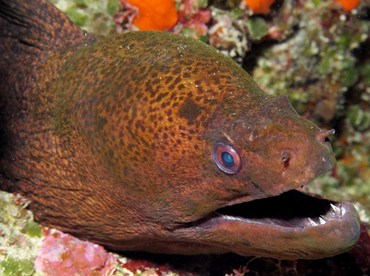 Giant Moray Eel - Gymnothorax javanicus - Yap, Micronesia