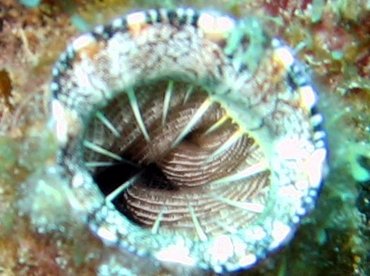 Giant Tunicate - Polycarpa spongiabilis - Key Largo, Florida