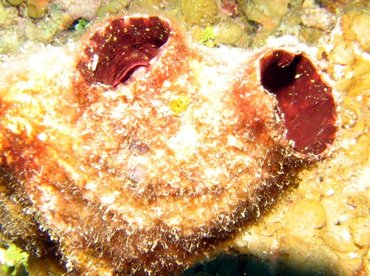 Giant Tunicate - Polycarpa spongiabilis - Roatan, Honduras