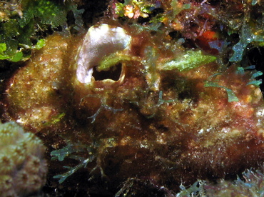 Giant Tunicate - Polycarpa spongiabilis - Grand Cayman