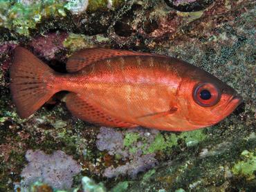 Glasseye Snapper - Heteropriacanthus cruentatus - British Virgin Islands