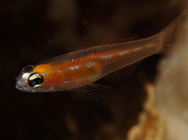 Masked/Glass Goby - Coryphopterus personatus/hyalinus - Belize