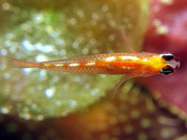 Masked/Glass Goby - Coryphopterus personatus/hyalinus - Cozumel, Mexico