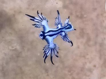 Blue Glaucus - Glaucus atlanticus - Palm Beach, Florida