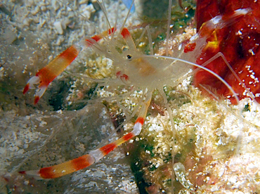 Golden Coral Shrimp - Stenopus scutellatus - Cozumel, Mexico