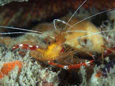 Golden Coral Shrimp - Stenopus scutellatus - Blue Heron Bridge, Florida