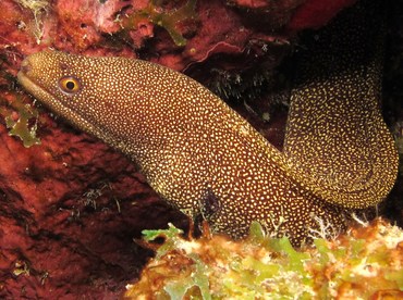 Goldentail Moray Eel - Gymnothorax miliaris - Bonaire